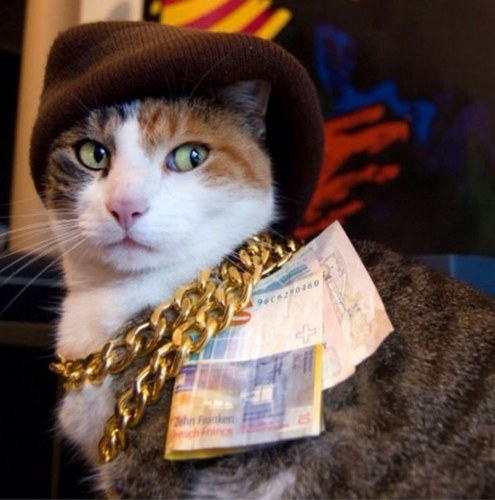 NoCatFarts's profile picture. 