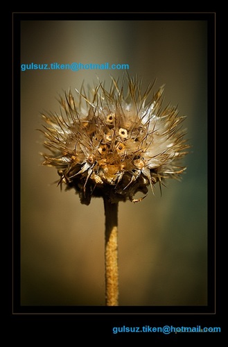 gulsuz.tiken@hotmail.com
gulsuz.tiken@yahoo.com