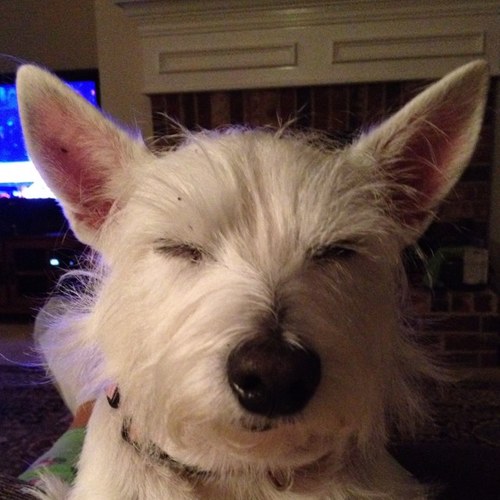 mlittleton1's profile picture. 