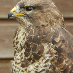 emily_pine's profile picture. 