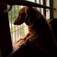 ぶち (@buchi_toshi) 's Twitter Profile