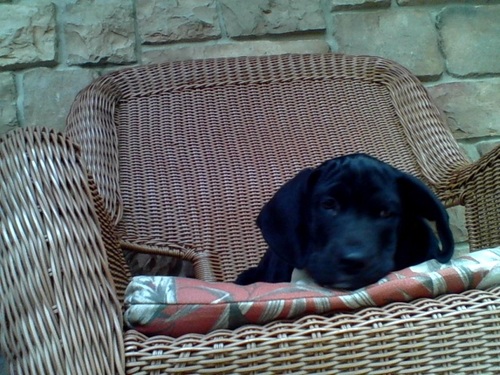 danteSisthebest's profile picture. i love puppies and i also love @livvie11!!!