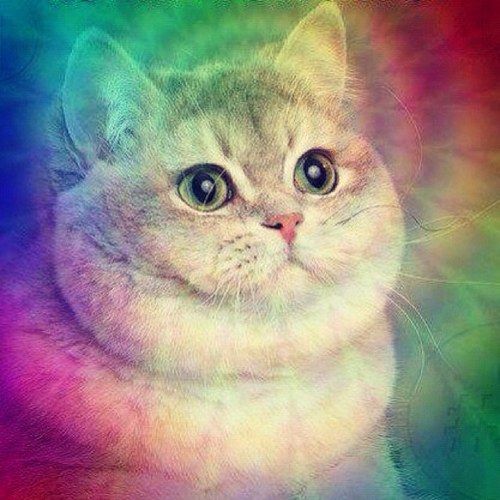 CatLifeForever's profile picture. I love cats.