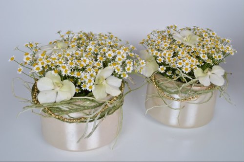 The largest specialized grower of Matricaria, an excellent, bright filler weaving almost any flower into a professional, natural and romantic looking bouquet.