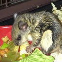 Rhonda Dunlap - @DunlapRhonda - Twitter