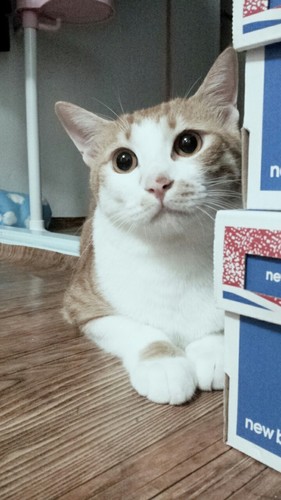 tiger5879's profile picture. 딸꾹씨와 모찌♥