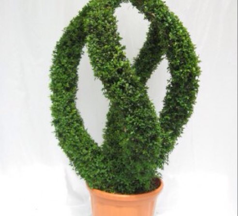 topiary plants and trees