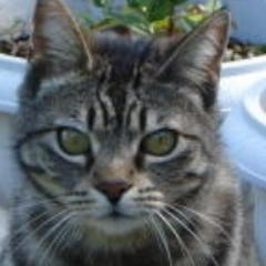 kdivens's profile picture. Born in Munich, Bavaria; worked in CA from '91-'08; now living near Frankfurt in Hessia. Working for the Business Leader in DI and DQ - Informatica as trainer.