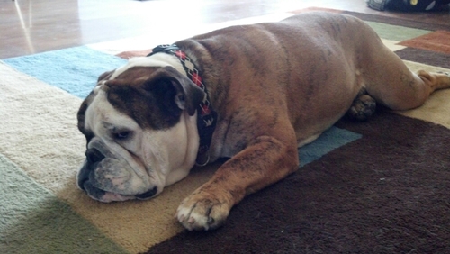 Trickymess's profile picture. 