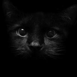 I'm a stinking Cat styling with the right amount of idiocy and sarcasm to be part of your life on twitter.