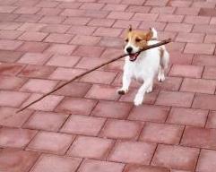 Lucheido's profile picture. 