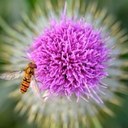 Helen Ashton - @LawnsFarm - Twitter