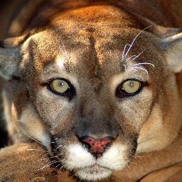 joseman35559296's profile picture. Tais tos sin cepillar.