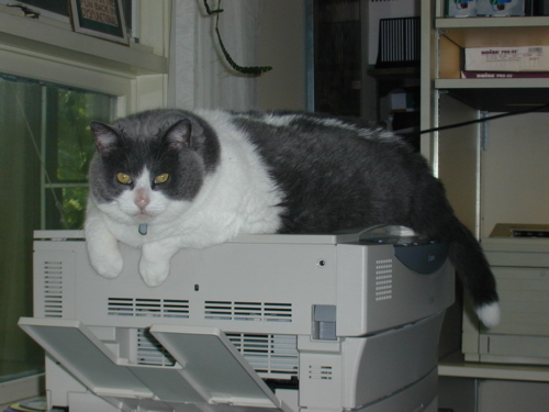 flyovrcountry's profile picture. Slacker wannabe