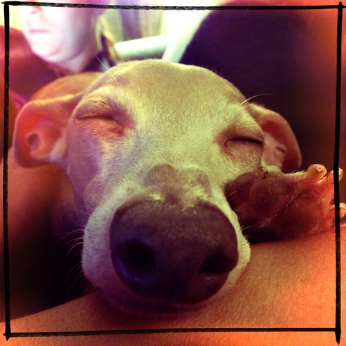 KasparNo's profile picture. I'm an Italian Greyhound.  My parents rescued me from CO. I love my forever fam but I WILL bite you if you move me while I'm sleeping. I will eat ALL THE FOOD.