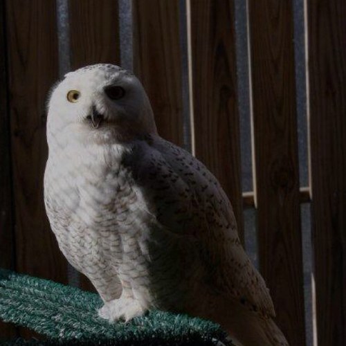 birdfrau61's profile picture. 