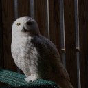 mary seth - @birdfrau61 - Twitter