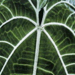 PurityProcess's profile picture. Purity Process is an acoustic musical experience. With guitar riffs blending metal and acoustic, and a voice of true authenticity, this create a unique journey.