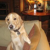 Anne Macpherson (@dameanne) 's Twitter Profile