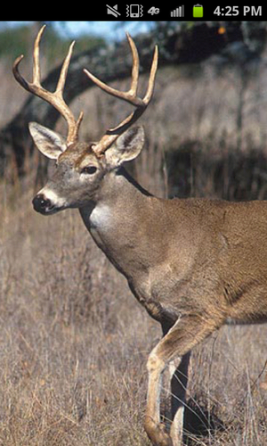 parodyNapolean's profile picture. 