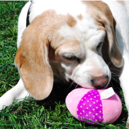 SnugglePuggles's profile picture. We are committed to the happiness of our puppies. At Snuggle Puggles, our first generation Puggles are raised as part of the family!