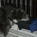 SecurityCatnip (@securitycatnip) Twitter profile photo SecurityCatnip (@securitycatnip) Twitter profile photo