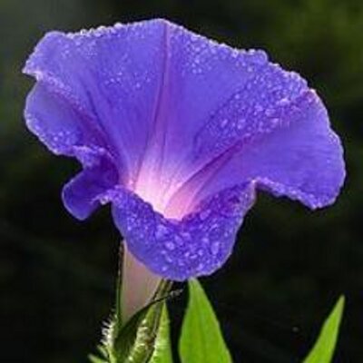 Tweets with replies by Bunga Kecubung kecubunga Twitter Tweets with replies by Bunga Kecubung kecubunga Twitter