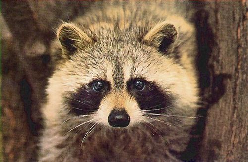roar. fear me. im a raccoon.