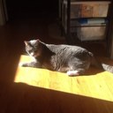 Hope Hancock - @Hope4annimals - Twitter