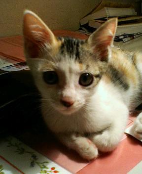 sarari2727 Profile Picture