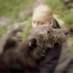 Lisa L. Sirois 🐿️🦝 (@scottishpumpkin) Twitter profile photo