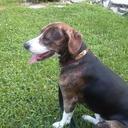 Starr Burke - @Kritterbugsgirl - Twitter