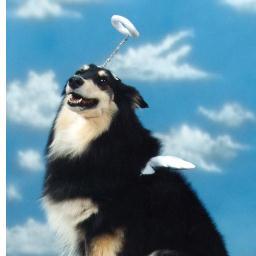 Animal Rescue Veterinarian and author of http://t.co/YUu12Mk715