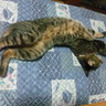 romossan's profile picture. よろしくお願いいたしますm(_ _)m
KONAMIの音ゲーとか、乙女ゲーとか大好物です(^o^)／
腐女子なのでコミケにも出没してます！BL、GLなんでもこいっ＼(^o^)／