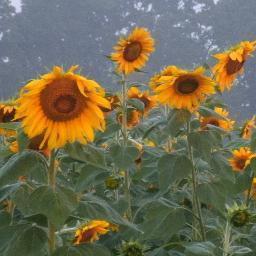 Anne the City girl turned country farmer that had a dream of Sunflowers and bird watching. Seasonal product of Dried Sunflower heads for specialty bird feed.