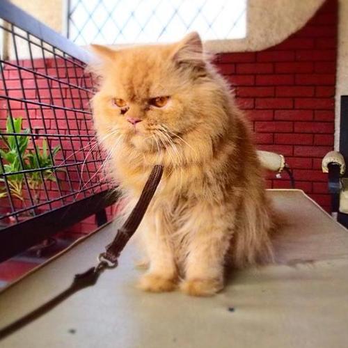 Meow