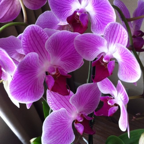 Rija61's profile picture. 