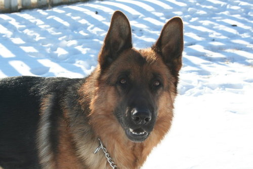 Sinta is SHIELD's, head K9 fighter units,killer. Known around HQ as The Queen. / #RP /
