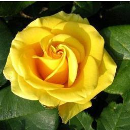 MoechaNewarni's profile picture. 