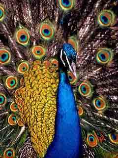 DepGoswami's profile picture. 