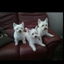 jean mayes - @jeanmayes - Twitter