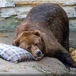 webportalru's profile picture. Идеальная любовь возможна только по переписке.