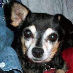 Involved in animal rescue and animal rights