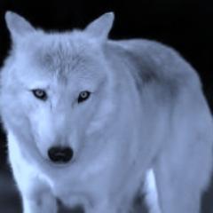 RaffaelePronest's profile picture. 