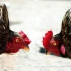 KenkoHydrofluid's profile picture. Kenko Avian Hydrofluid-The First and Only 
A product of Intracellular Oxygenation, Nutrition and Hydration Technology from Japan.