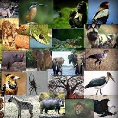 معلومات عن الحيوانات 22y85 Twitter