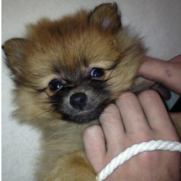 Woof I'm Zayn and Perries Puppy! My name is unknown so far!