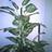 Sheila_Renia's profile image