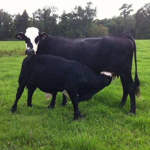 Kent Farm is owned by Russell & Amelia Kent. We are a cow/calf and replacement heifer operation and have recently started marketing locally into the NOLA area.