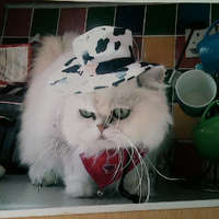 Terri Schofield (@mummyfook) 's Twitter Profile Photo Terri Schofield (@mummyfook) 's Twitter Profile Photo